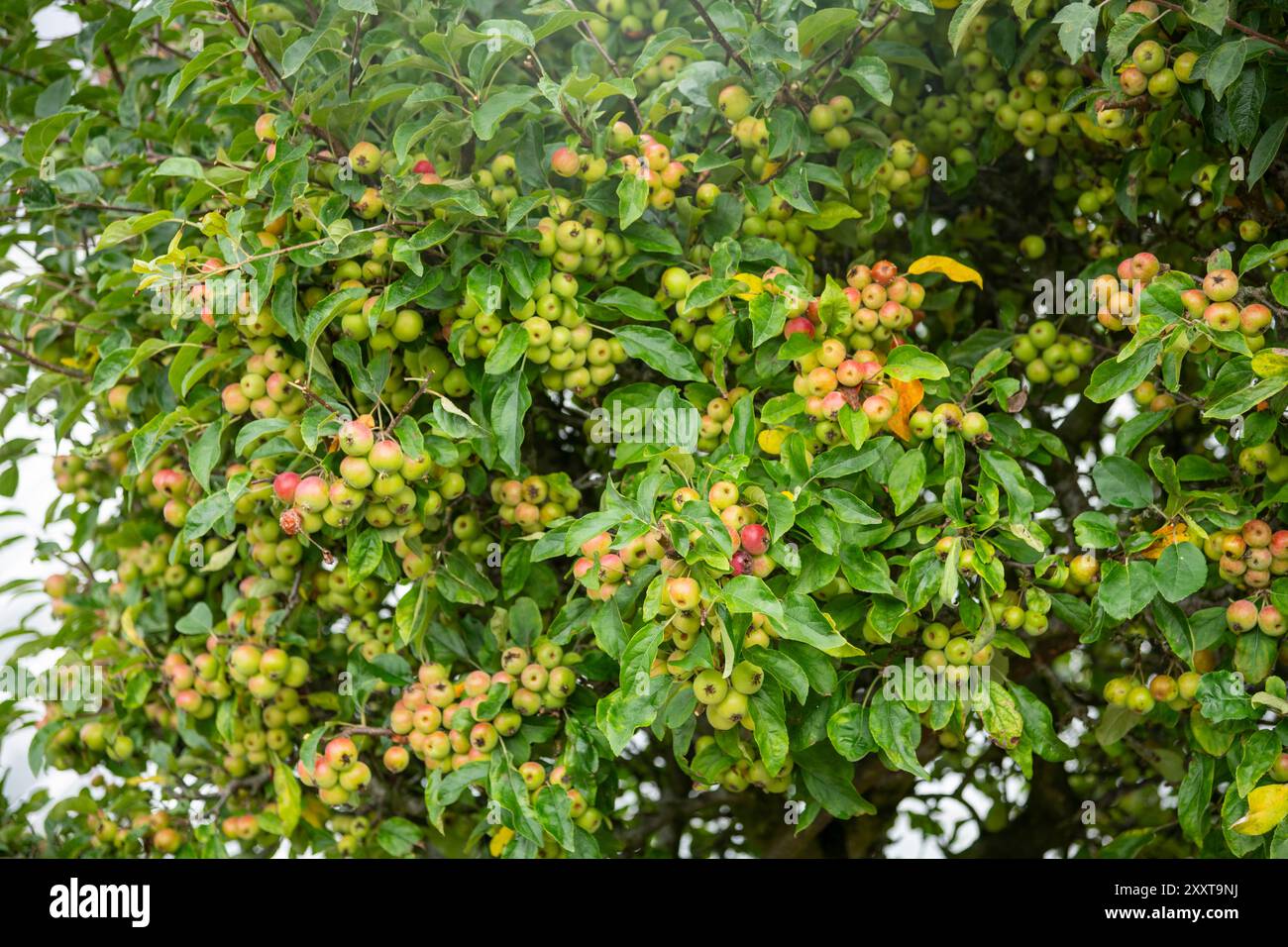 Gruppi di mele di granchio coltivate in un giardino all'inglese a fine estate. Foto Stock