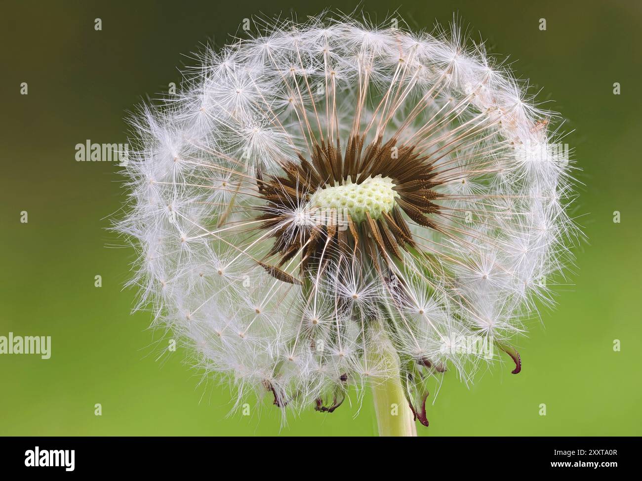 Dente di leone comune (Taraxacum officinale), infructescenza con frutti maturi, Germania, Meclemburgo-Pomerania occidentale Foto Stock