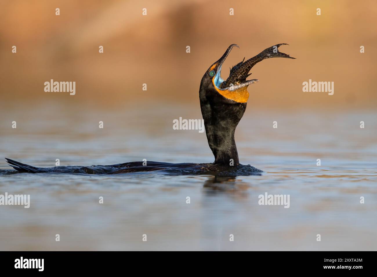 Cormorano a doppia cresta (Nannopterum auritum, Phalacrocorax auritus), individuo plumaged estivo che mangia un pesce, USA Foto Stock