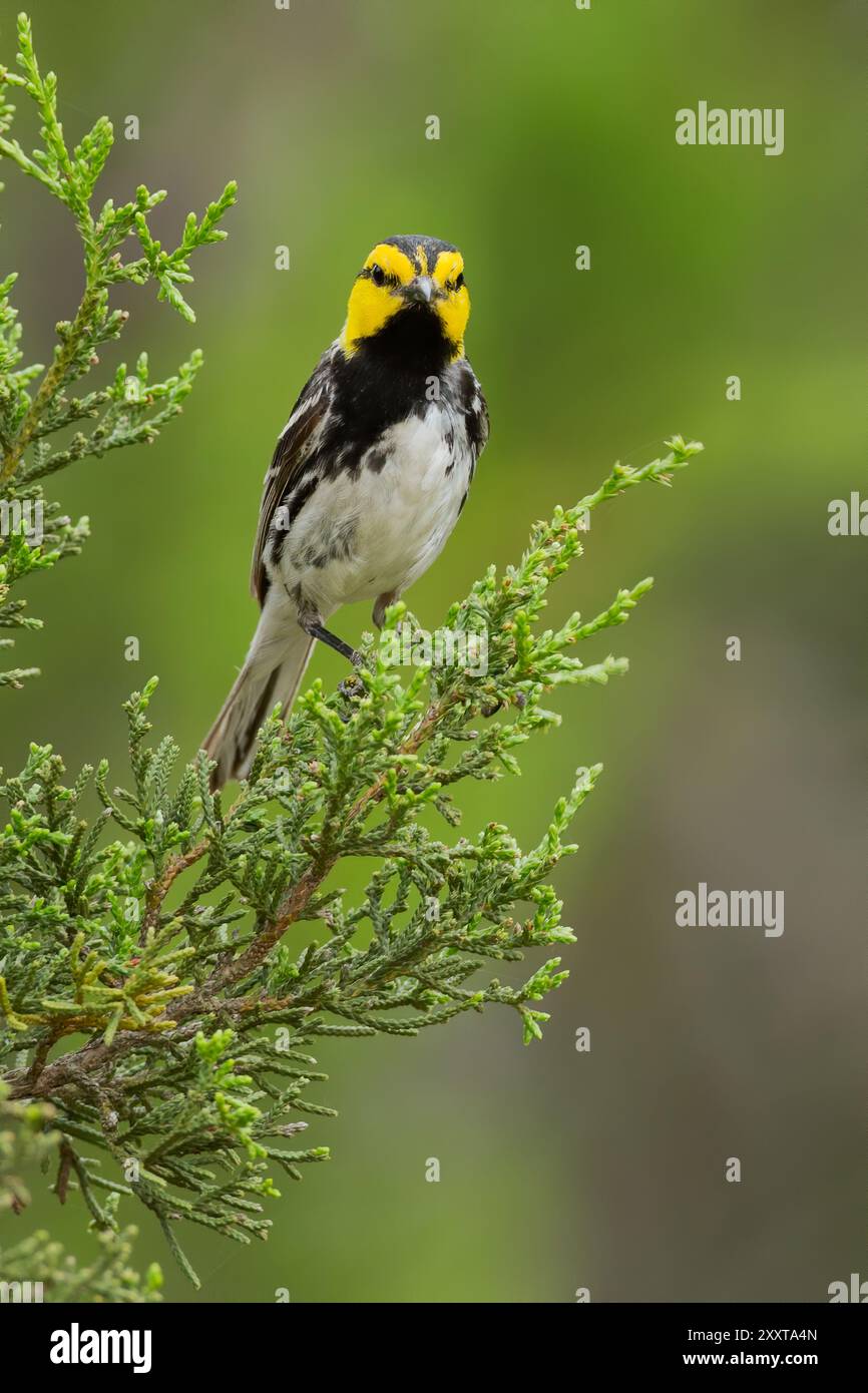 Parula dalle guance dorate (Setophaga chrysoparia, Dendroica chrysoparia), maschio adulto arroccato in un cespuglio, Stati Uniti Foto Stock