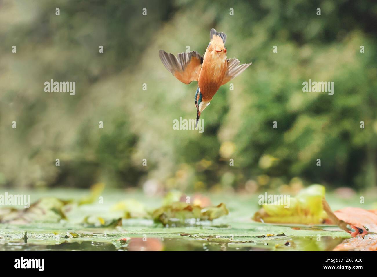 fiume kingfisher (Alcedo atthis), femmina in immersione nasale in uno stagno, Germania, Meclemburgo-Pomerania occidentale Foto Stock