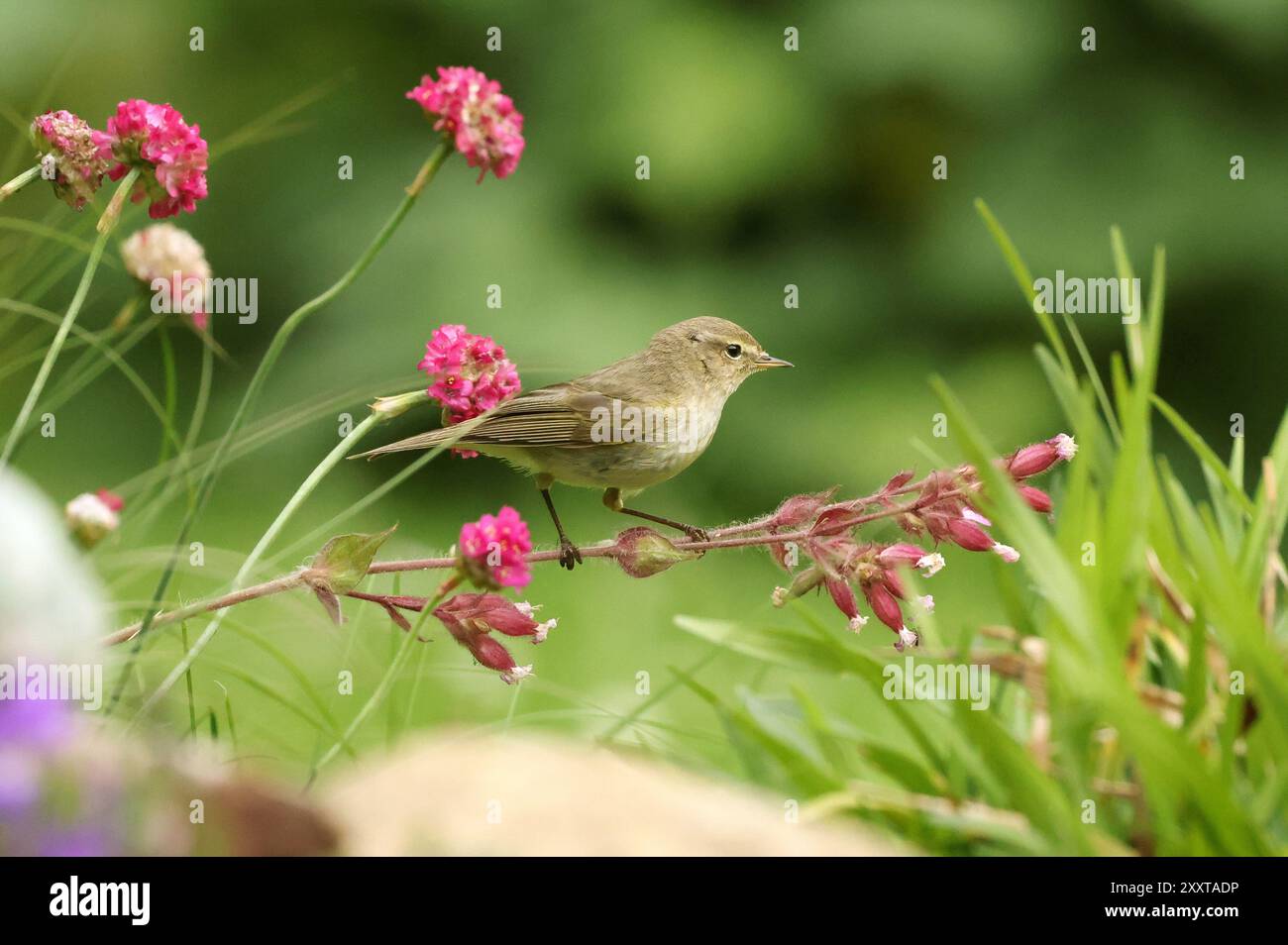 Chiffchaff (Phylloscopus collybita), seduta su un fiore, Germania, Meclemburgo-Pomerania occidentale Foto Stock