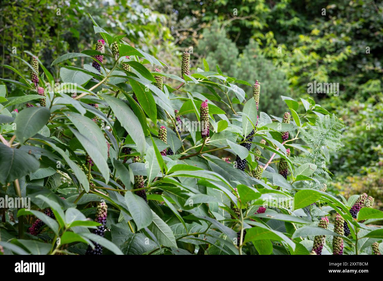 Phytolacca Polyandra con frutti di bosco a fine estate. Una grande pianta perenne a foglia verde conosciuta anche come cinese Pokeweed. Foto Stock