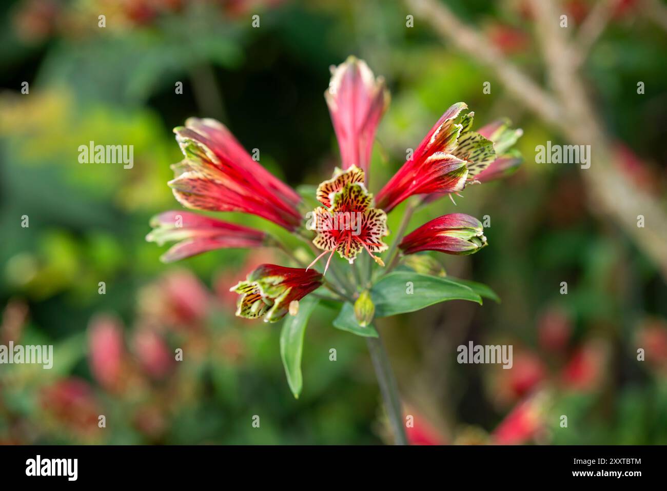 Alstroemeria Psittacina fioritura a fine estate. Un'alta perenne nota anche come Parrot Lily. Foto Stock