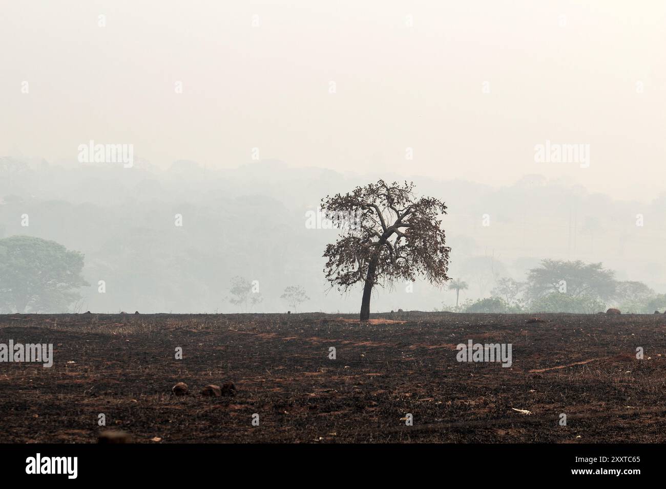 Goiania, Goias, Brasile – 25 agosto 2024: Un albero bruciato nel mezzo di un pascolo bruciato con molto fumo intorno. Foto Stock