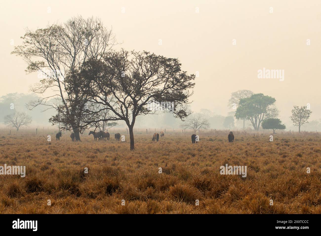 Goiânia, Goiás, Brasile – 25 agosto 2024: Paesaggio con un albero e alcuni cavalli che pascolano, un giorno triste, senza sole e molto fumo dagli incendi. Foto Stock