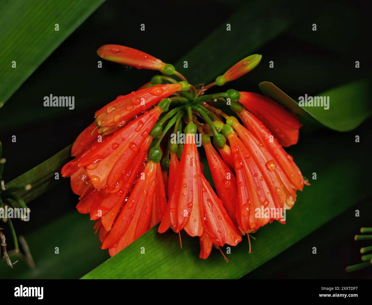 Primo piano di Clivia Nobilis. Giglio della foresta in fiore ibrido. Fiori d'arancia di Amaryllidaceae. Concetto di sfondo tropicale. Garde botanica Foto Stock