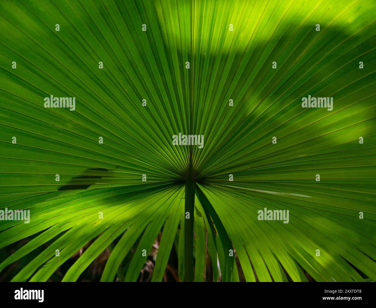 Sfondo naturale con foglie di palma. Motivo per sfondo, striscione, poster, cartolina o copertina. Concetto tropicale. Foto Stock