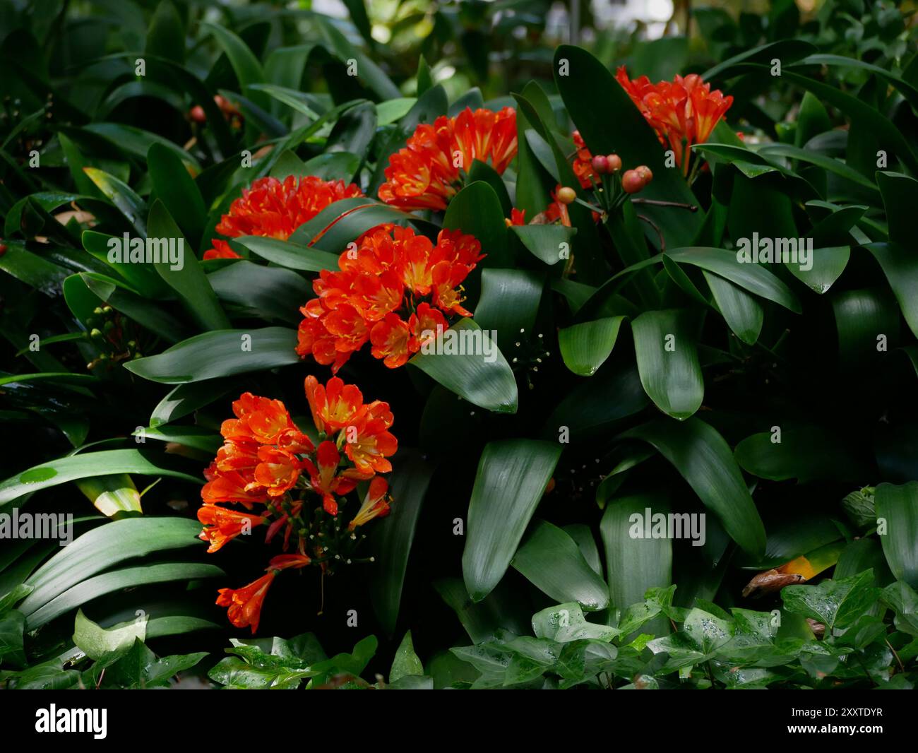 Fiori rossi Clivia miniata fioriscono. Sfondo della foresta pluviale nella giungla tropicale, poster, striscione, concetto di carte. Giardino botanico a Puerto de la CR Foto Stock