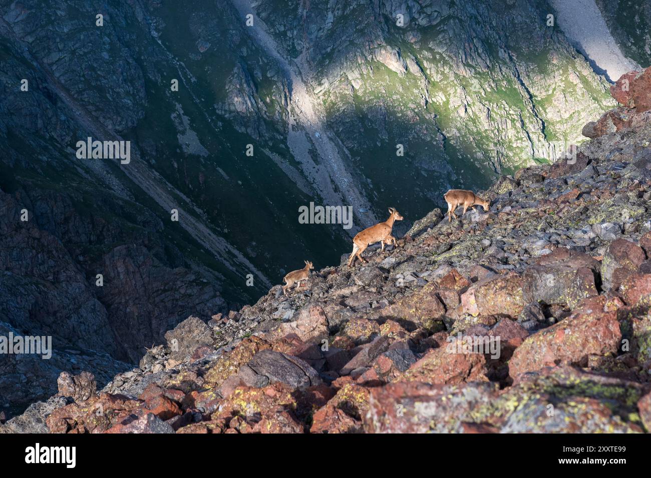 capre selvatiche stambecchi caucasici su un ghiacciaio roccioso con un pendio di montagna sullo sfondo Foto Stock