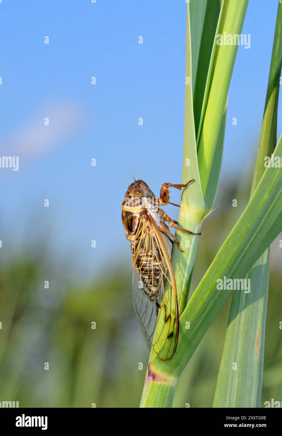 Cicada (Diceroprocta marevagans) che canta nell'erba delle zone umide costiere, Galveston, Texas, USA. Foto Stock