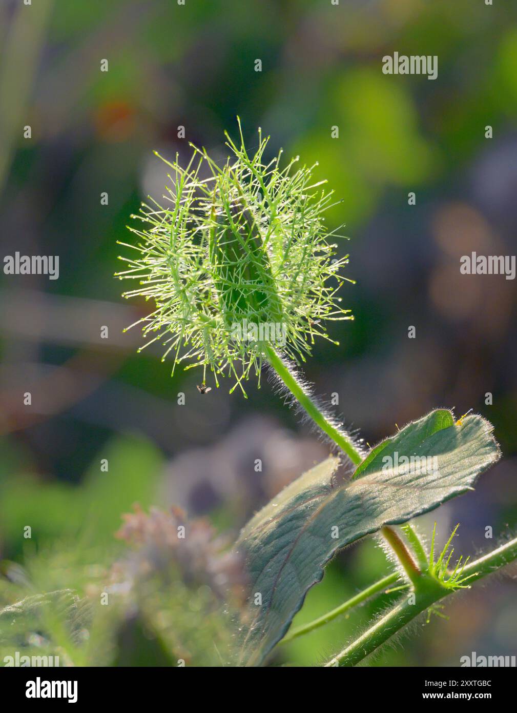 Bocciolo di fiori di scarlettifiore (Passiflora foetida var. Lanuginosa) circondata da bratti, Galveston, Texas, Stati Uniti. Foto Stock