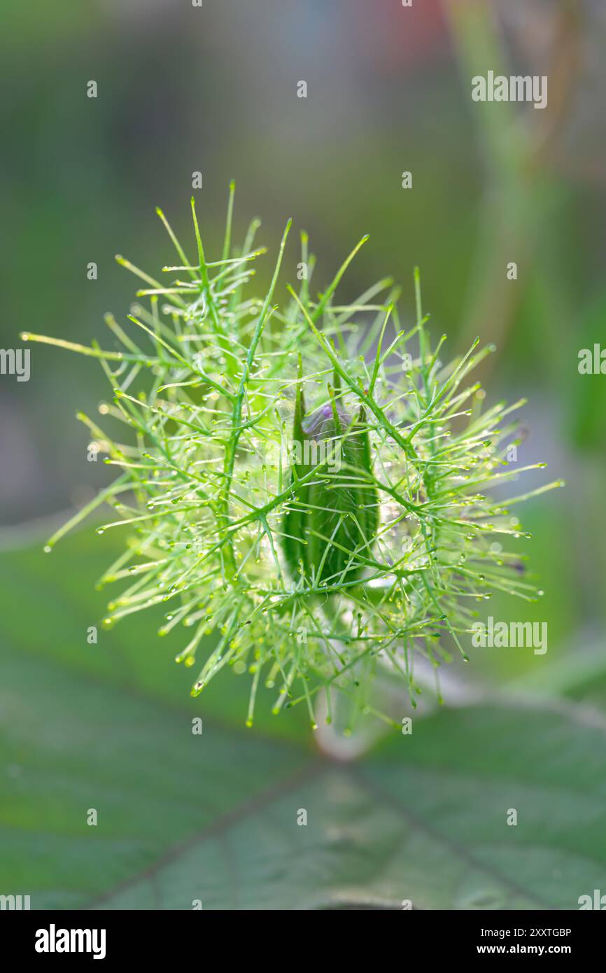 Bocciolo di fiori di scarlettifiore (Passiflora foetida var. Lanuginosa) circondata da bratti, Galveston, Texas, Stati Uniti. Foto Stock
