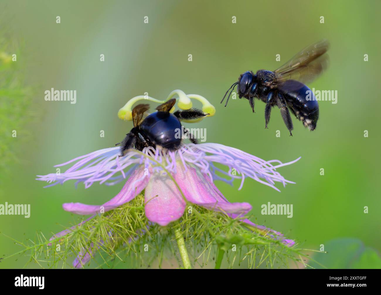 Ape da falegname meridionale (Xylocopa micans) femmina che si avvicina al fiore di scarletfruit passionflower (P. foetida) dove un’altra femmina sta nutrendo, Texas, Foto Stock