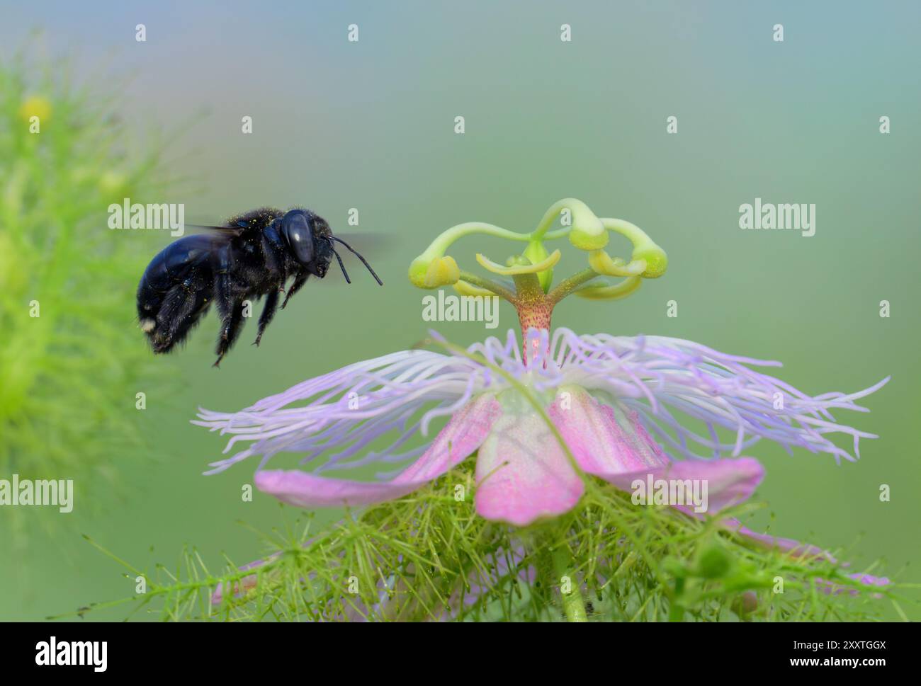 Ape da falegname del sud (Xylocopa micans) femmina che si avvicina al fiore del passionflower (Passiflora foetida), Galveston, Texas, Stati Uniti. Foto Stock