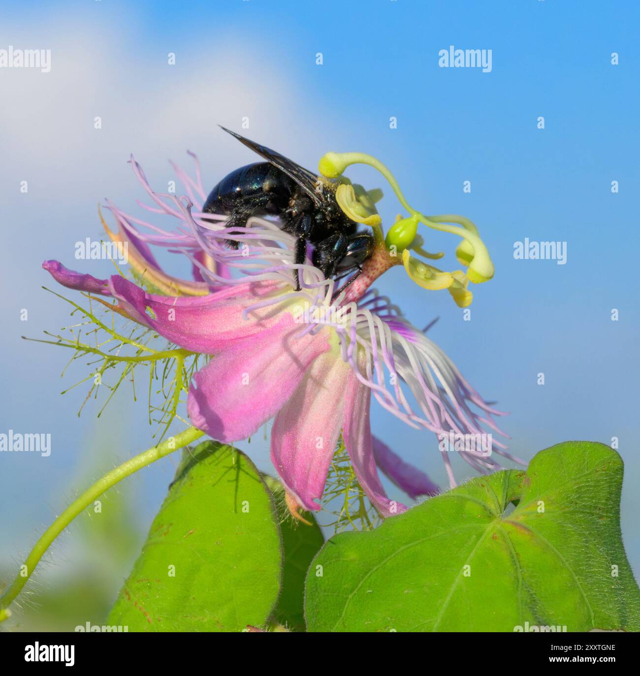 Ape carpentiere meridionale (Xylocopa micans) alimentazione femminile a partire da scarletfruit passionflower (Passiflora foetida var. Lanuginosa), Galveston, Texas, Stati Uniti Foto Stock