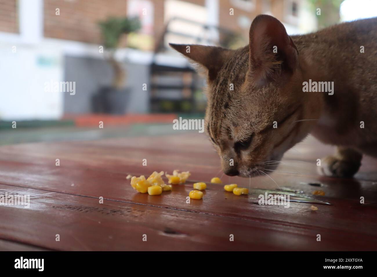 gatto mangia su un tavolo di legno, gatto è un animale domestico che vive a casa Foto Stock