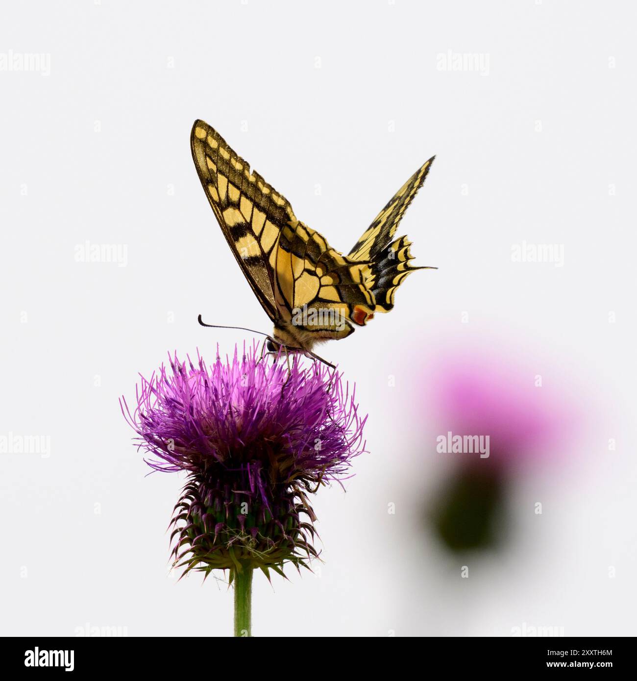Farfalla di coda di rondine con fiori blu Foto Stock