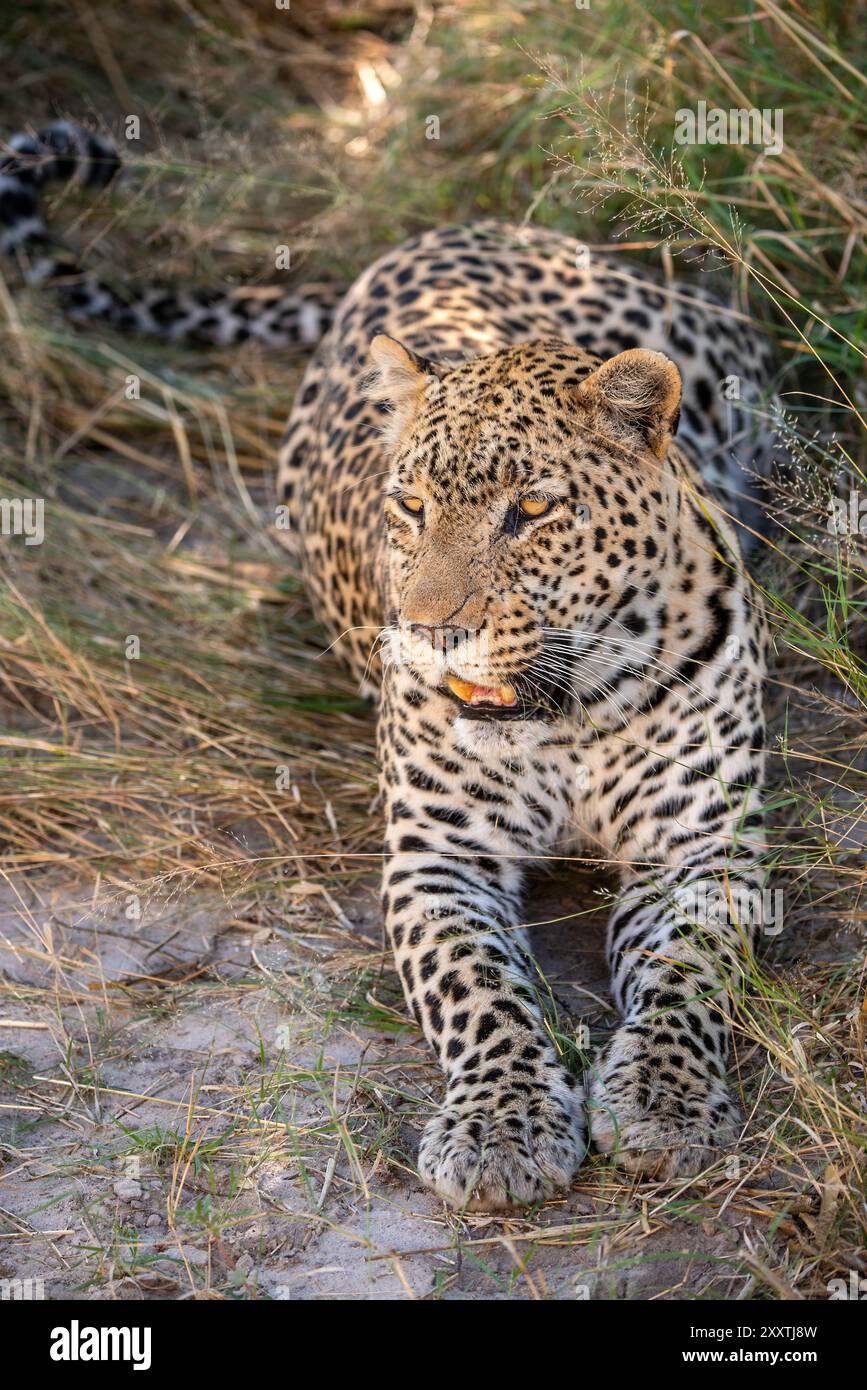 Leopard - primo piano della vista frontale con le zampe allungate e la lingua fuori Foto Stock