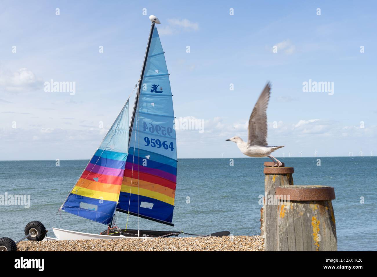 Gabbiano che vola su una barca a vela in un weekend di fine agosto, caldo e soleggiato, a Kent Cost, Inghilterra, Regno Unito Foto Stock