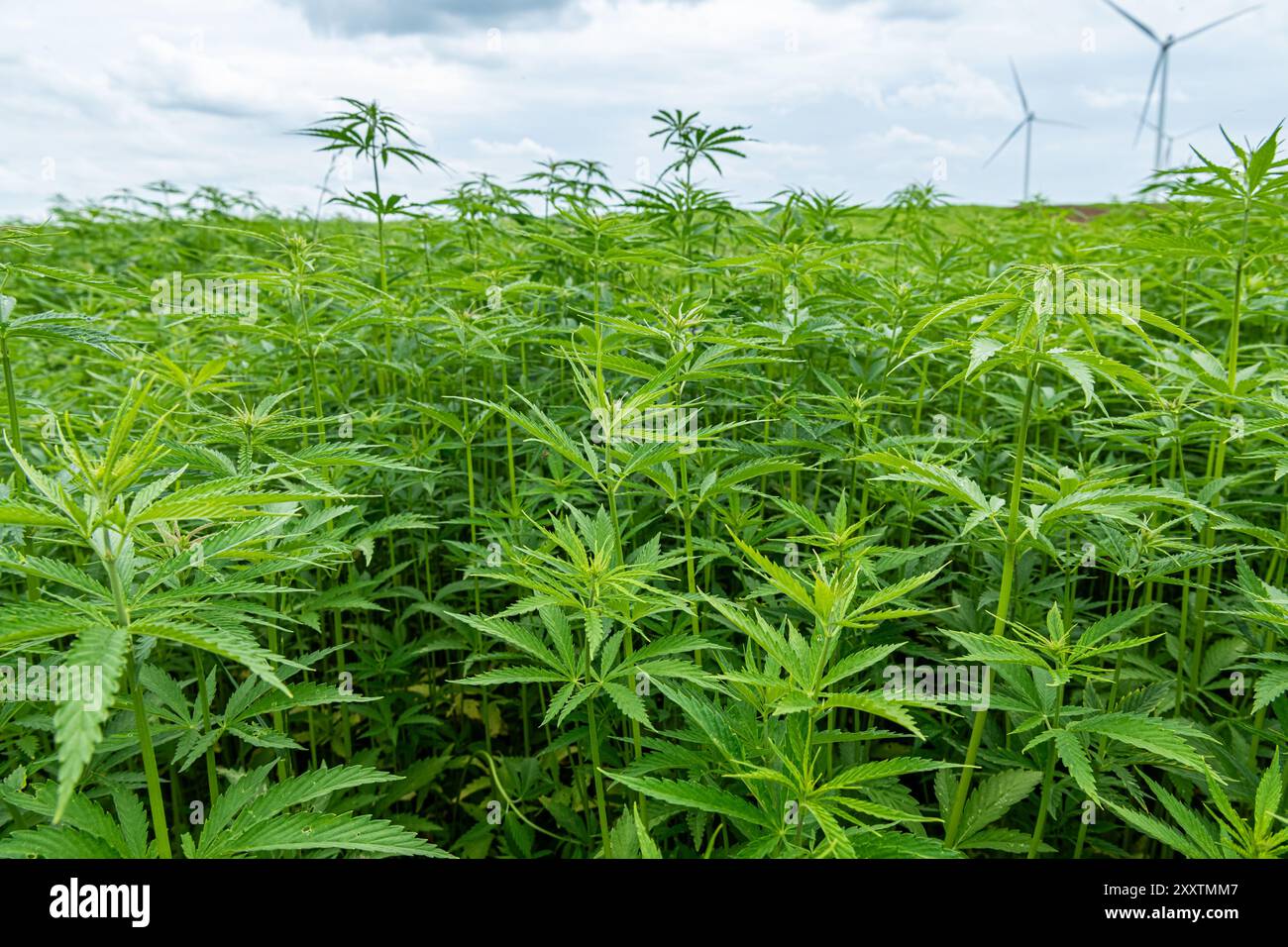 Campo di canapa: Coltura di canapa tessile biologica, fibra vegetale naturale per l'industria tessile, Cannabis Sativa Foto Stock