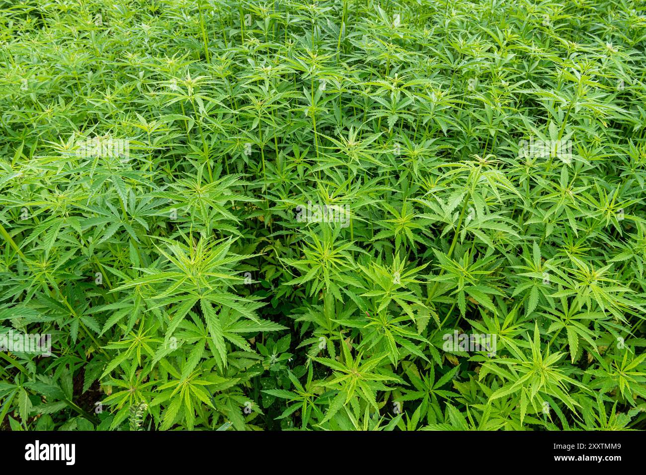 Campo di canapa: Coltura di canapa tessile biologica, fibra vegetale naturale per l'industria tessile, Cannabis Sativa Foto Stock