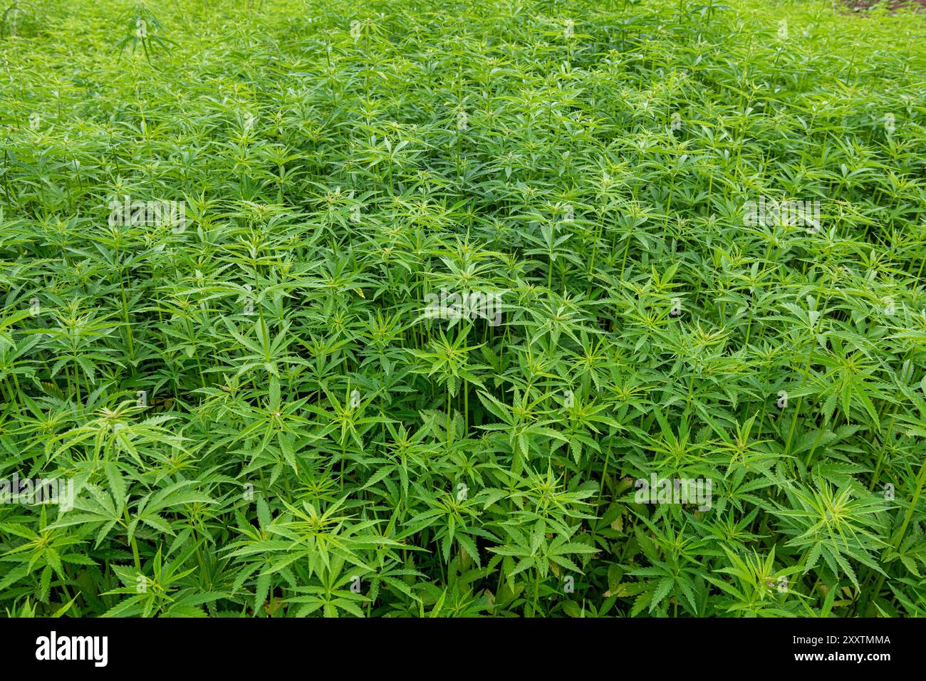 Campo di canapa: Coltura di canapa tessile biologica, fibra vegetale naturale per l'industria tessile, Cannabis Sativa Foto Stock