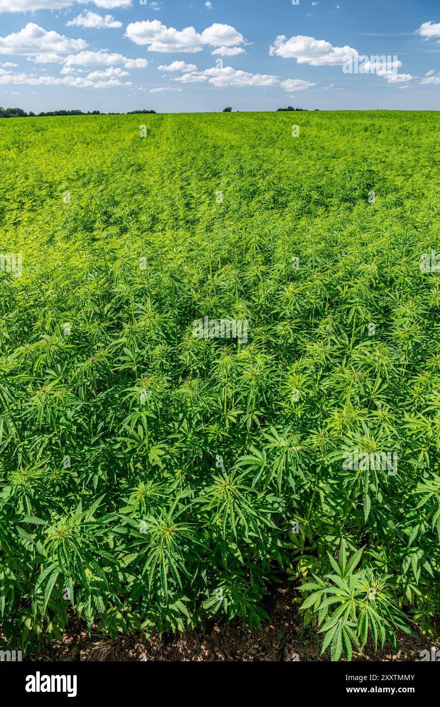 Campo di canapa: Coltura di canapa tessile biologica, fibra vegetale naturale per l'industria tessile (cannabis sativa) Foto Stock