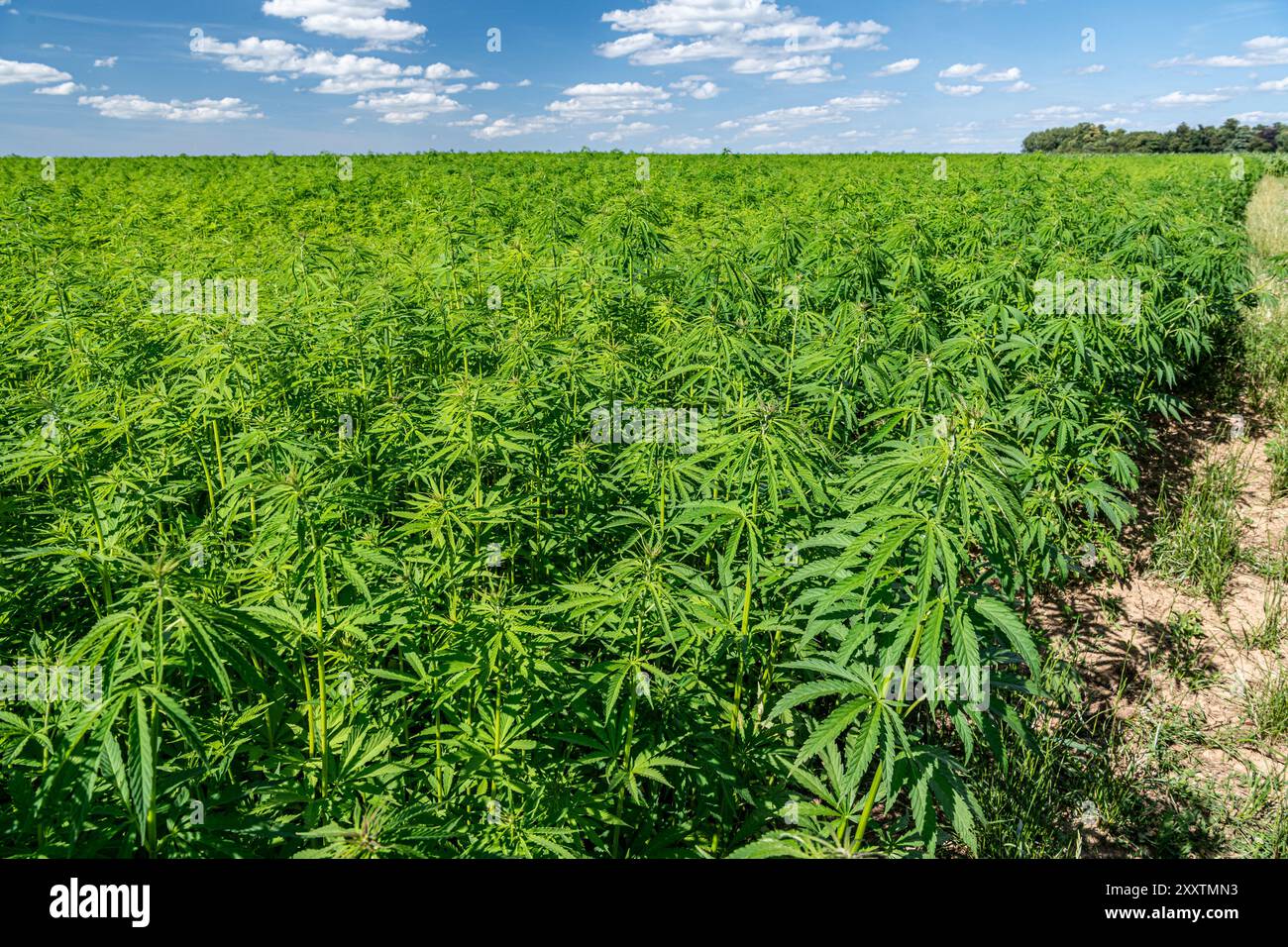 Campo di canapa: Coltura di canapa tessile biologica, fibra vegetale naturale per l'industria tessile (cannabis sativa) Foto Stock