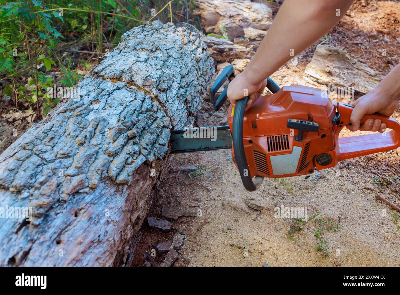 Lavorando con la motosega, il forestiere taglia vecchi alberi di grandi dimensioni danneggiati Foto Stock