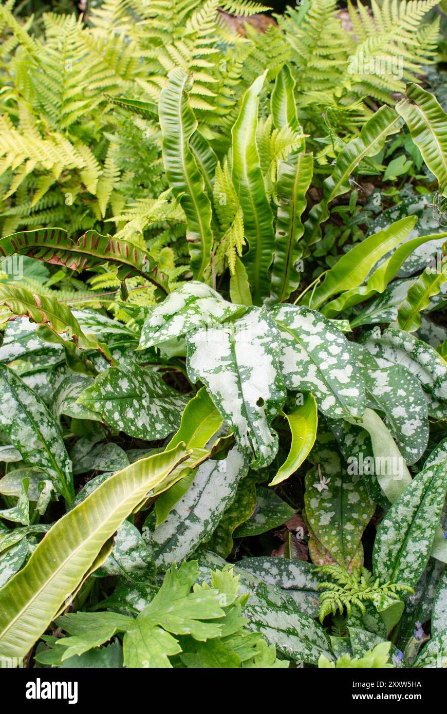 Giardino ombreggiato e umido Foto Stock