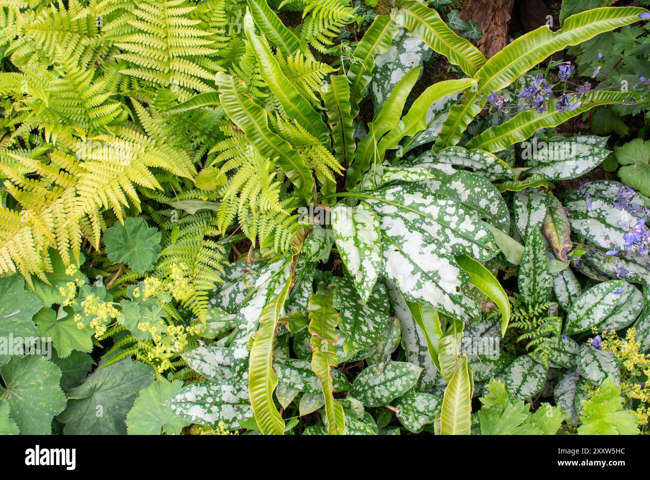Giardino ombreggiato e umido Foto Stock