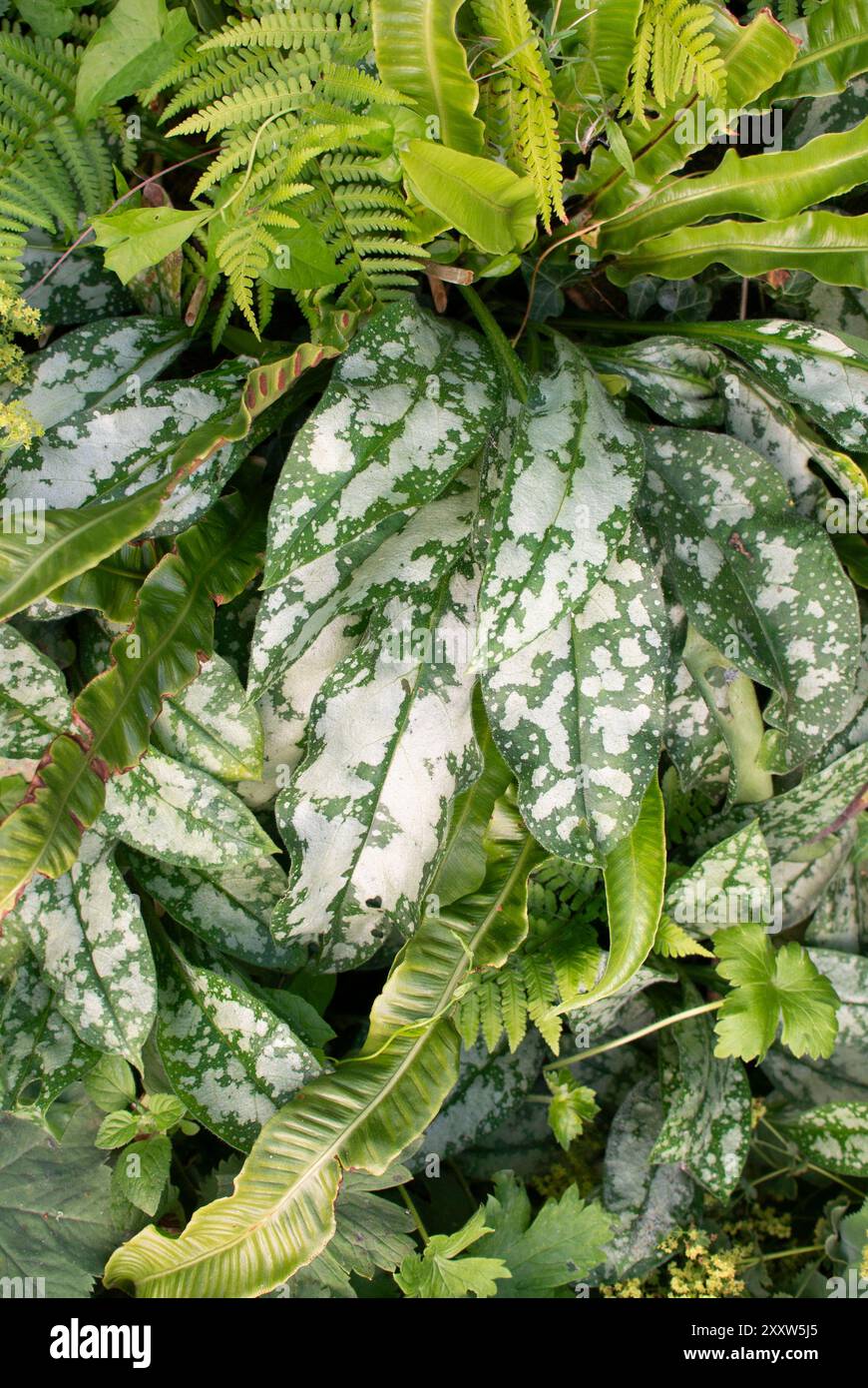 Giardino ombreggiato e umido Foto Stock