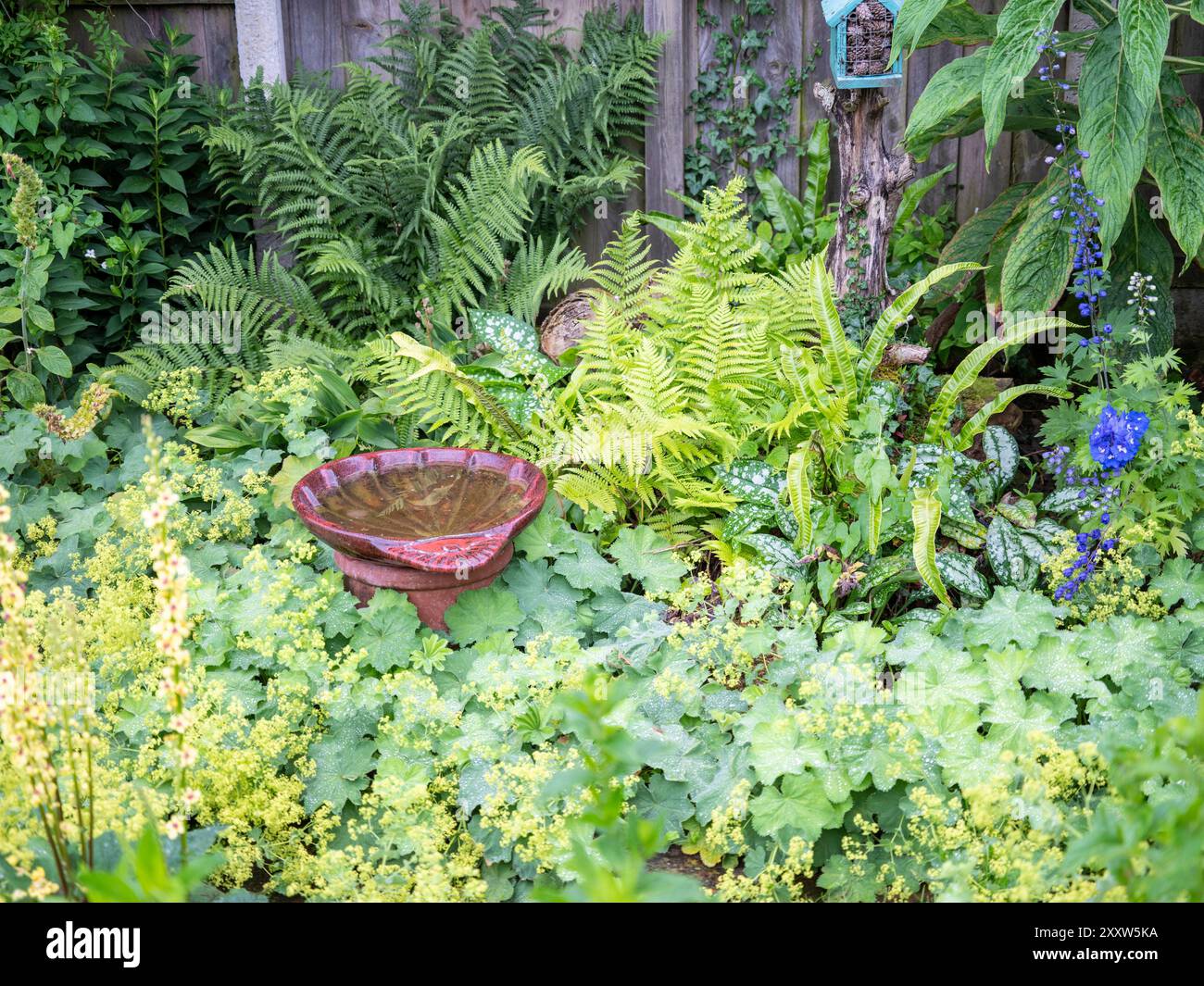 Giardino ombreggiato e umido Foto Stock