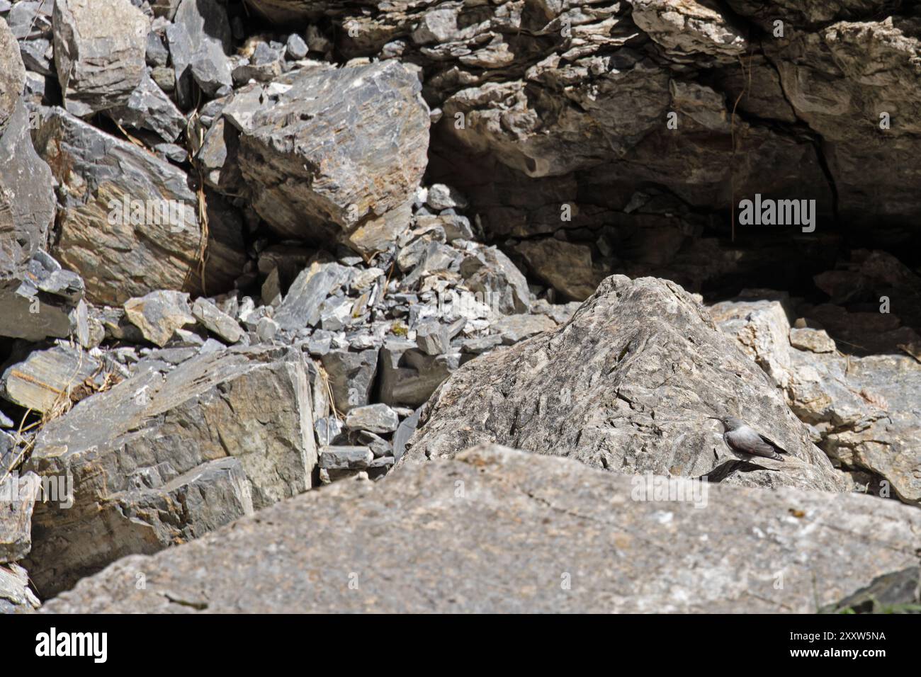 Wallcreeper (Tichodroma muraria) camuffato tra le rocce di una gola Svizzera agosto 2024 Foto Stock