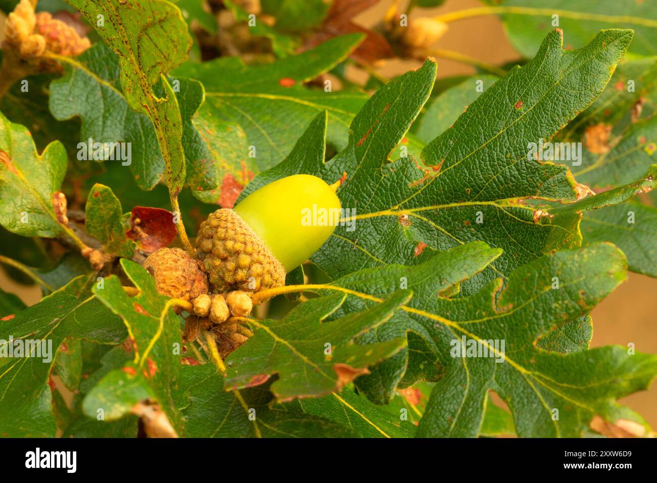 Ghianda di quercia bianca dell'Oregon (Quercus garryana) lungo il ricco Guadagno Memorial Trail, Baskett Slough National Wildlife Refuge, Oregon Foto Stock