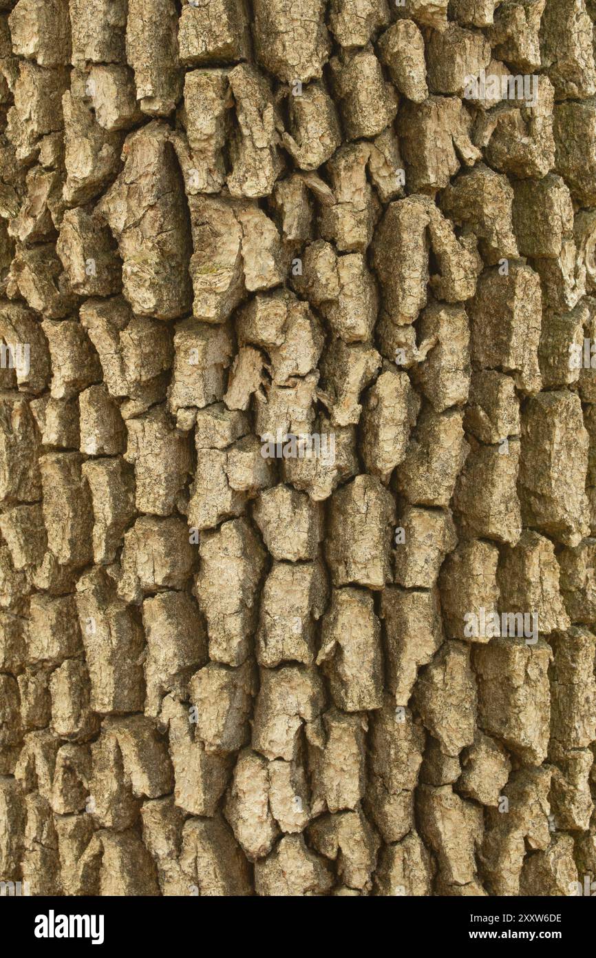 Quercia bianca dell'Oregon (Quercus garryana) corteccia lungo il ricco Guadagno Memorial Trail, Baskett Slough National Wildlife Refuge, Oregon Foto Stock