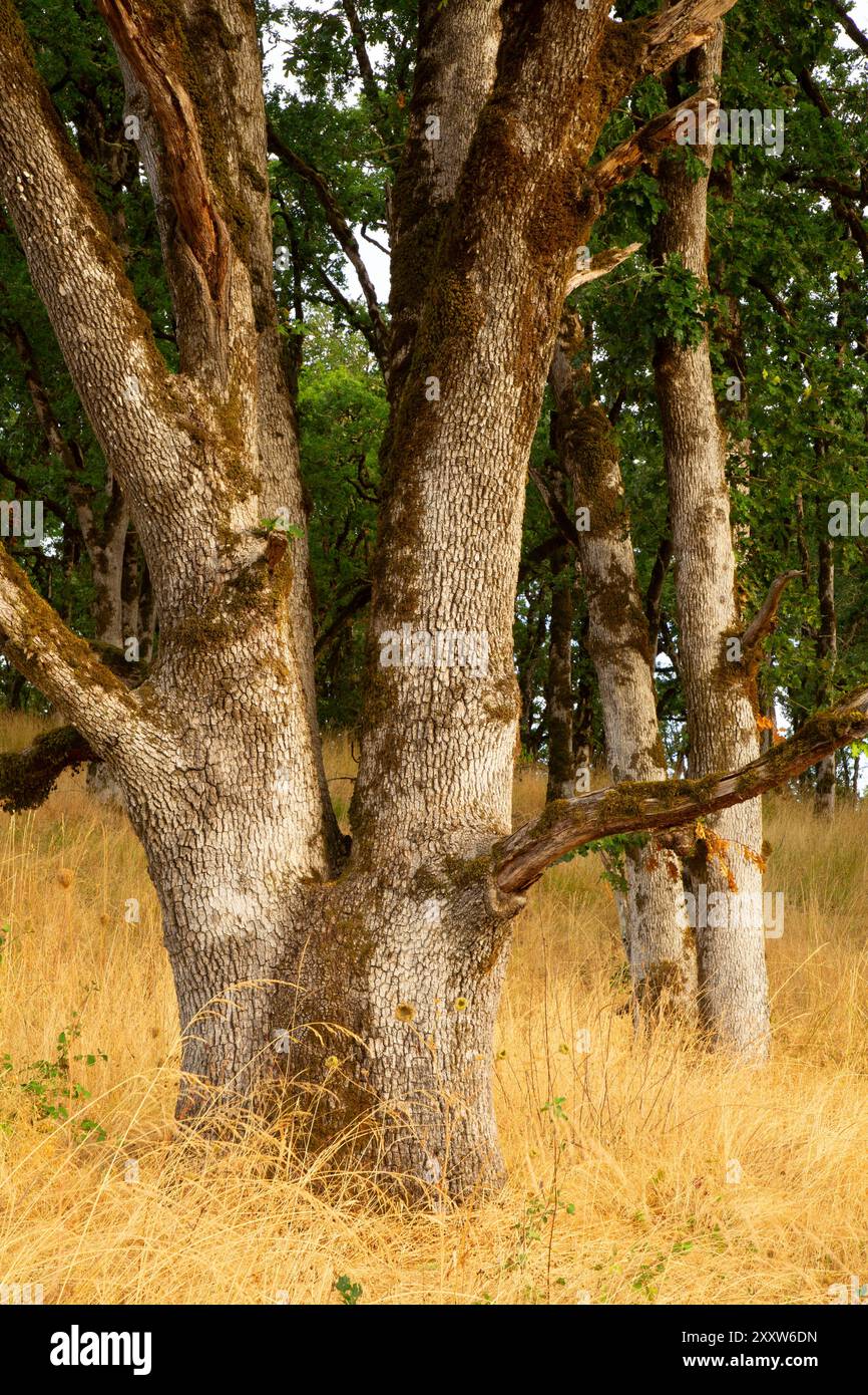 Bosco di quercia bianca dell'Oregon (Quercus garryana) dal ricco Guadagno Memorial Trail, Baskett Slough National Wildlife Refuge, Oregon Foto Stock