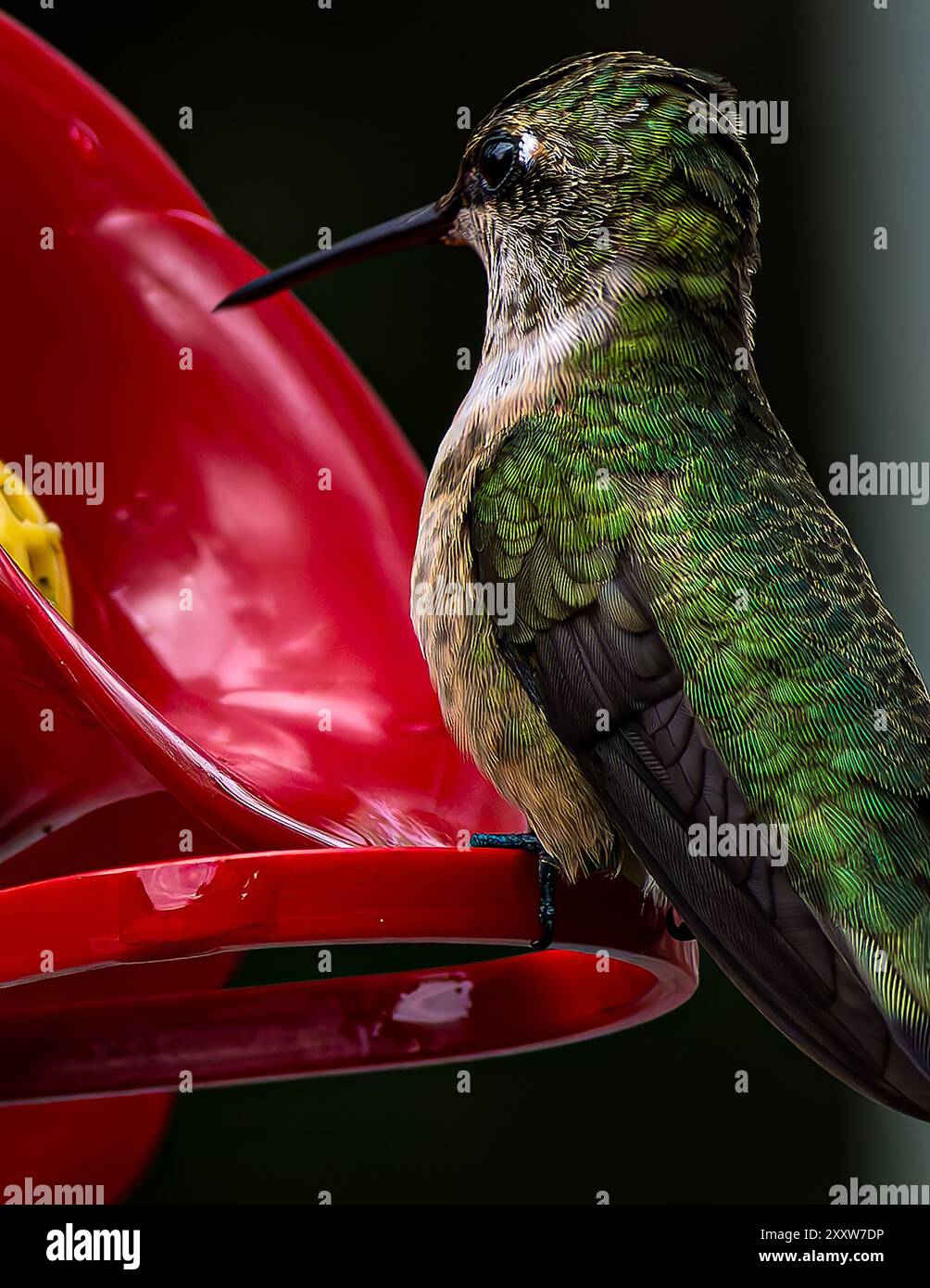 Colibrì femmina dalla gola rubina all'alimentatore Foto Stock