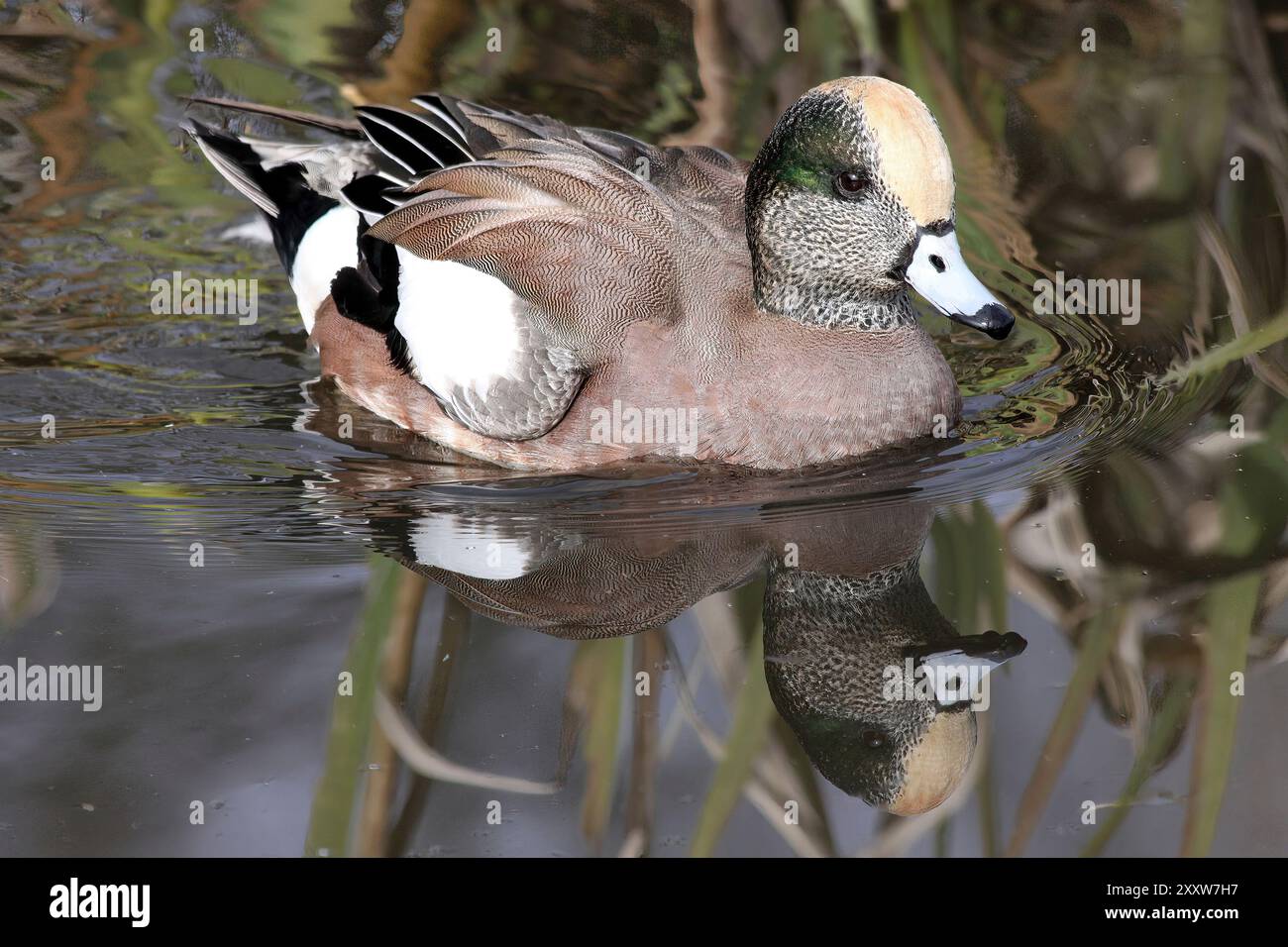Maschio di American Wigeon Mareca americana (ex Anas americana) Nuoto prese a Martin mera WWT Lancashire, Regno Unito Foto Stock