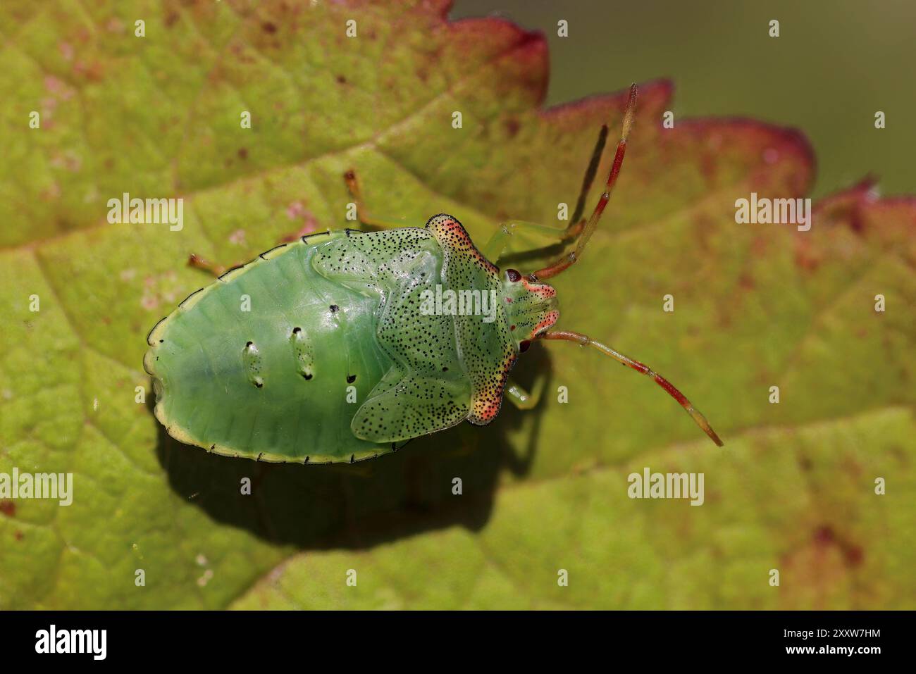 Hawthorn Shieldbug Acanthosoma emorroidale centrale instar (5° instar) ninfa Foto Stock