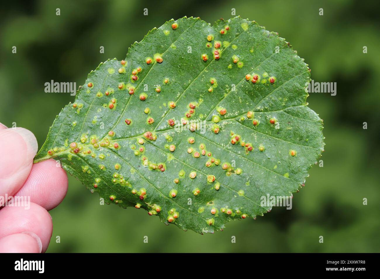 Blister Galli su comuni Ontano Alnus glutinosa lascia causata dall'acaro Eriophyes laevis Foto Stock