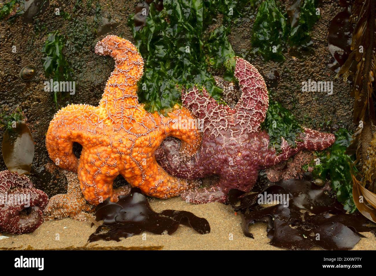 Stelle marine ochre (Pisaster ochraceous), Roads End State Park, Oregon Foto Stock