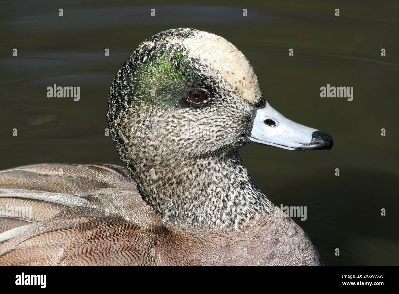 Maschio American Wigeon Mareca americana (ex Anas americana) Ritratto realizzato a Martin Mere WWT Lancashire, Regno Unito Foto Stock