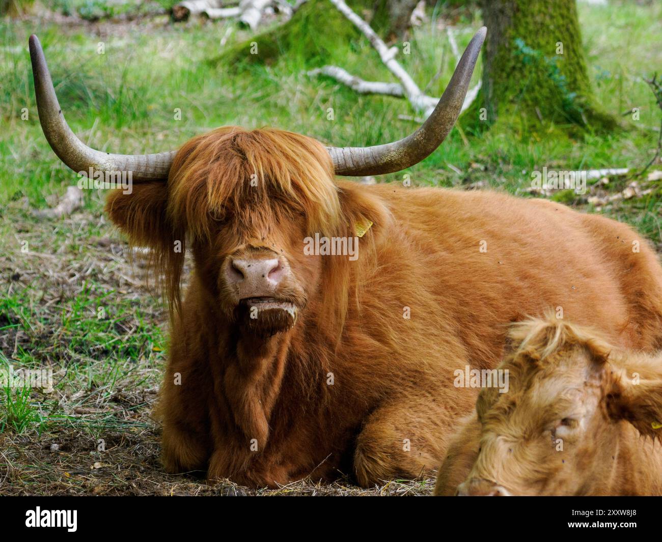 Bestiame delle Highlands con corna lunga Foto Stock