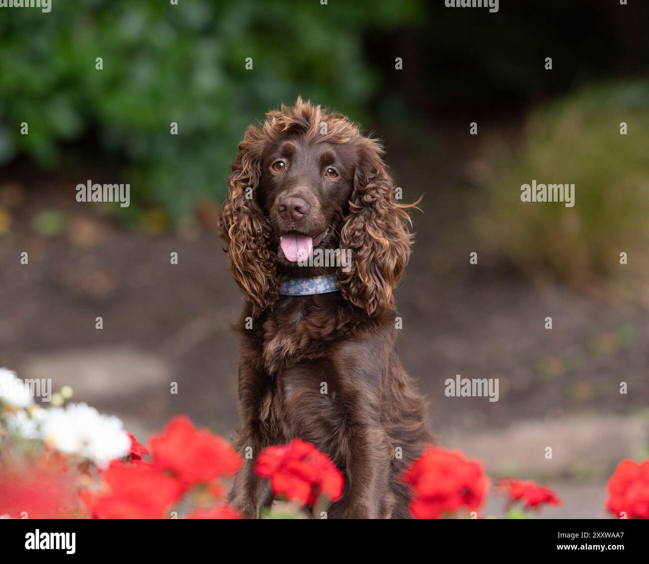 cioccolatino inglese che lavora al cioccolato, spaniel dog in giardino Foto Stock