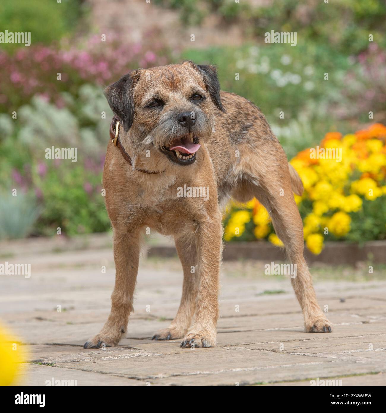 border terrier dog in piedi in giardino in una calda giornata di sole con aiuole di fiori dietro Foto Stock