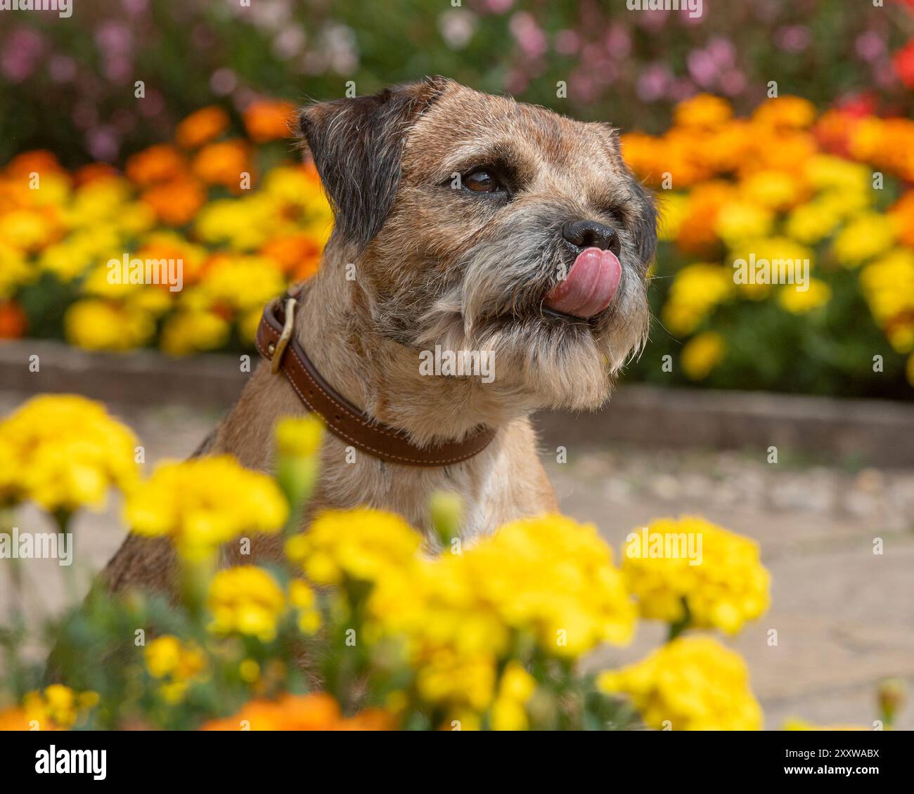 Border terrier dog, labbra leccanti, in un giardino Foto Stock