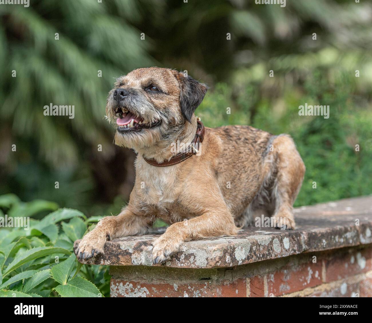 Cane del Border Terrier steso su un muro e che guarda in alto Foto Stock