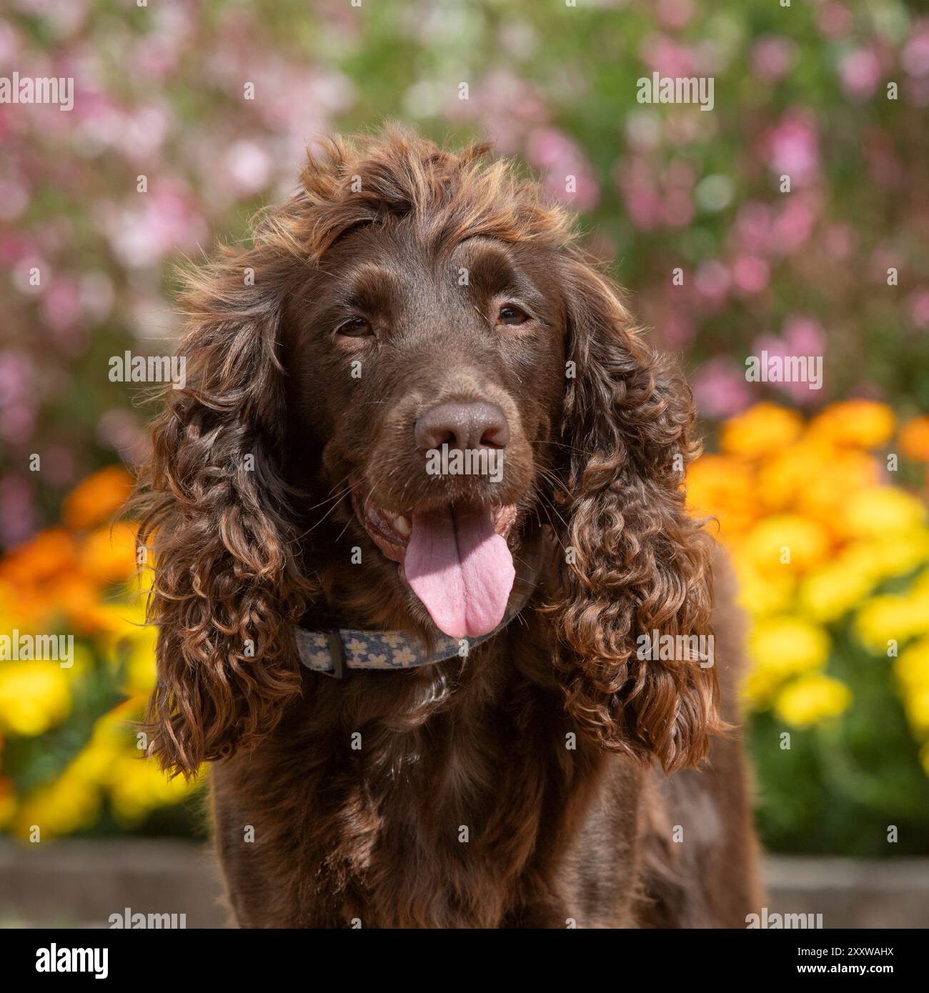 cioccolato inglese cocker spaniel dog in giardino con fiori Foto Stock